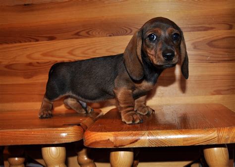 Baby Dachshund : aww