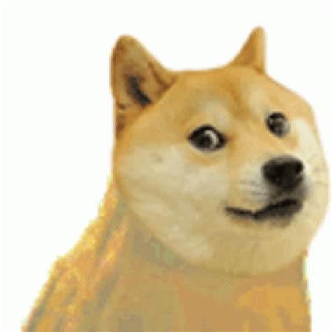 Doge Dance Sticker - Doge Dance Doge Meme - Descobrir e Compartilhar GIFs