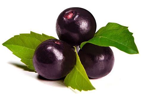 Canada researchers investigating acai berry to fight COVID-19 - Athabasca, Barrhead & Westlock News