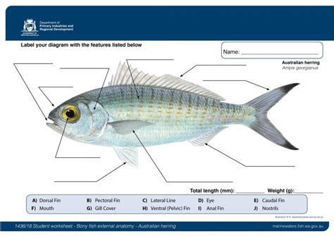 Student worksheet: Bony fish anatomy - Australian herring • Department ...