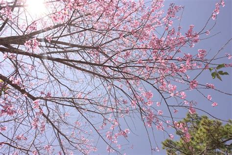 Cherry Blossoms Season in Dalat, Vietnam. Stock Photo - Image of travel ...