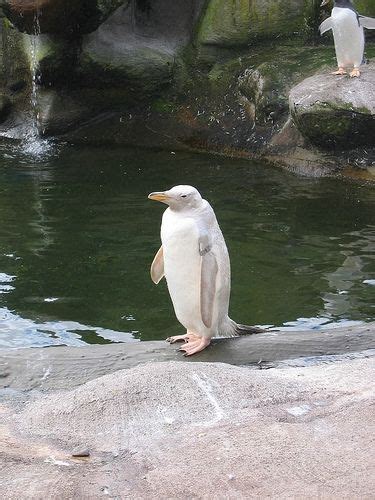 Rare Albino Penguin | Albino animals, Rare animals, Penguins