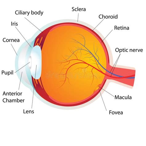 Anatomia Dell'occhio Umano, Illustrazione Vettoriale - Illustrazione di ...