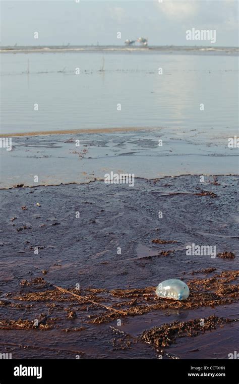 Man O' war stuck in crude oil on beach near Port Fourchon, Louisiana Stock Photo - Alamy