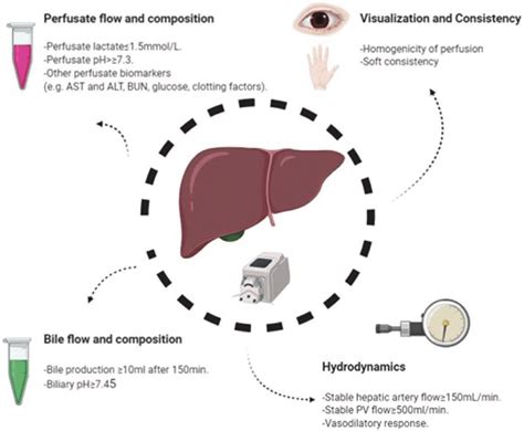 Viability criteria proposed during liver machine perfusion. Hepatocyte... | Download Scientific ...