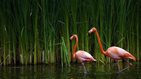 flamingos water plants birds Wallpapers HD / Desktop and Mobile Backgrounds