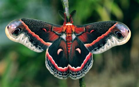 Cecropia Moth (Robin Moth) Beautiful Bugs, Beautiful Butterflies, Amazing Nature, Leopard Moth ...