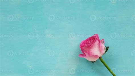 Blue background with a beautiful and charming pink rose 02 12712006 Stock Photo at Vecteezy