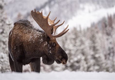 Moose in Snow Photo, Metal or Acrylic Print Harry Collins Photography Original Wall Art Cabin ...