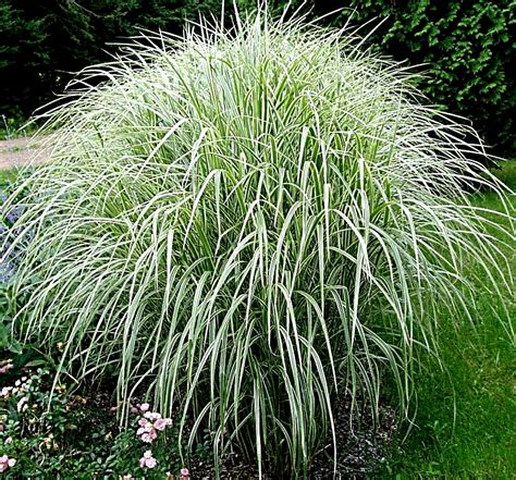 Miscanthus Variegated Maiden Grass - Plants4Home