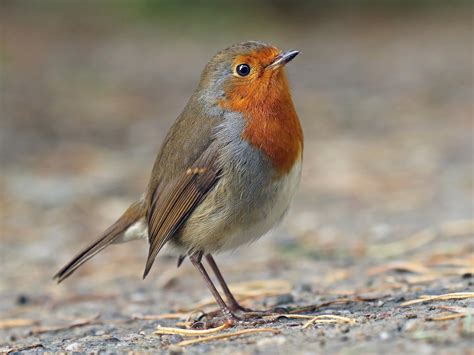 European Robin | European robin, Beautiful birds, Robin photography