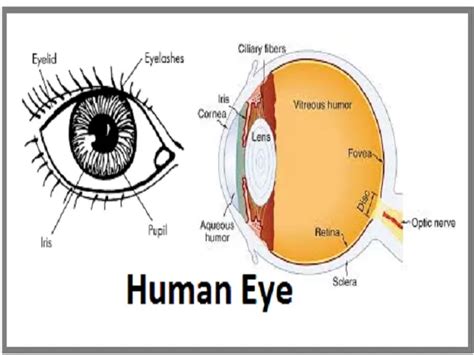 The Human Eye: Anatomy, Structure, Working, Function and Defects