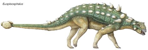 Euoplocephalus Pictures & Facts - The Dinosaur Database