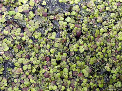 Wolffia borealis (Northern Watermeal): Minnesota Wildflowers