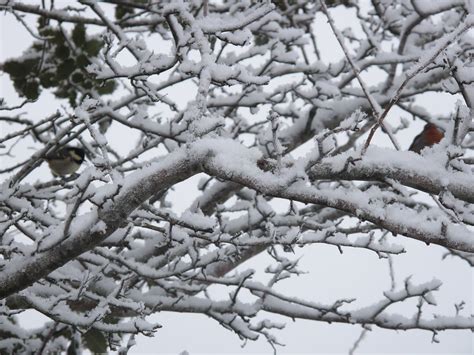 Birds in snow | Mountain Vision | Flickr