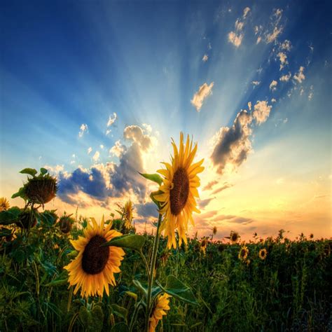 Sunflower Field Live Wallpaper Free:Amazon.ca:Appstore for Android