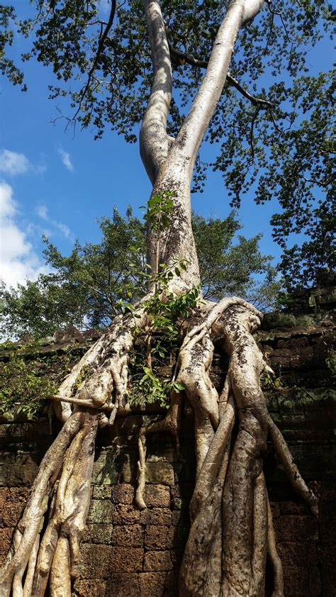 trunk, low angle view, jungle, ta prohm, no people, creativity, statue, temple, temple complex ...