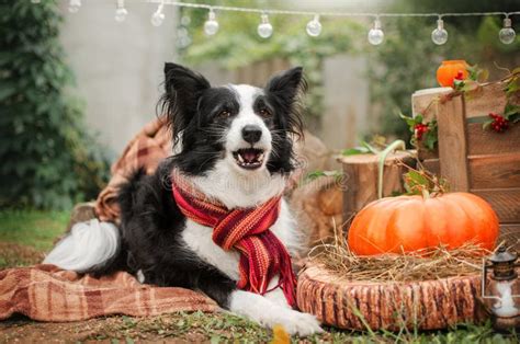 Border Collie Funny Photo of Dogs Autumn Vibe Stock Photo - Image of ...