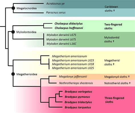 2. Phylogeny and Evolution - The Sloth Conservation Foundation