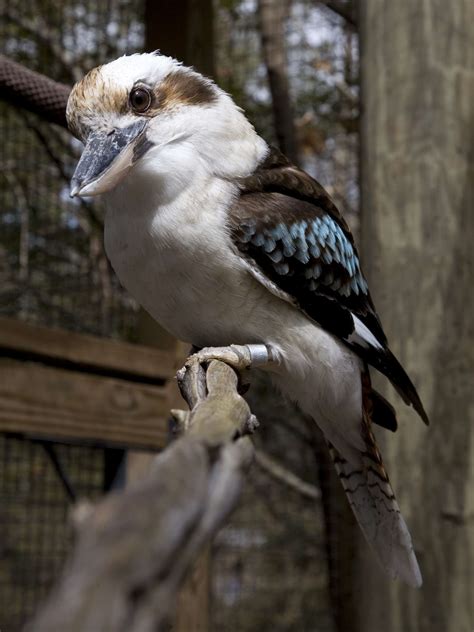 Laughing Kookaburra | Zoo Atlanta