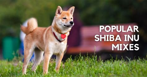 20 Shiba Inu Mixes (Cross Breeds With Pictures) | Puplore