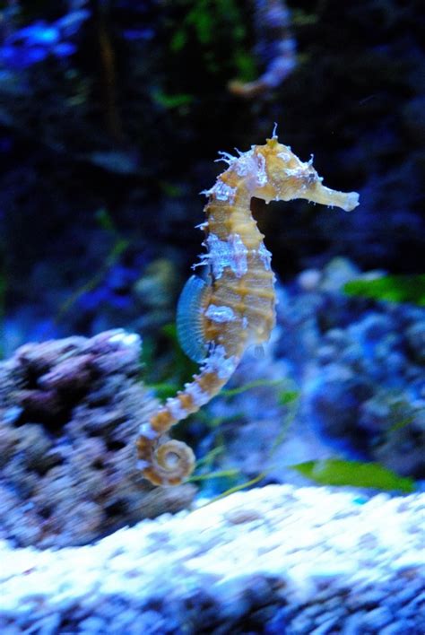 Seahorse Aquarium | The new big thing in aquarium design?