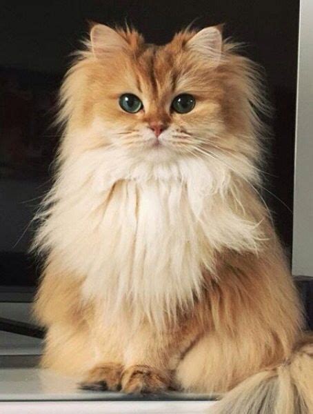 Cute persian cat😍 : cats