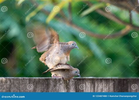 The Brownish-grey Zebra Dove or Barred Ground Dove are Breeding Stock ...