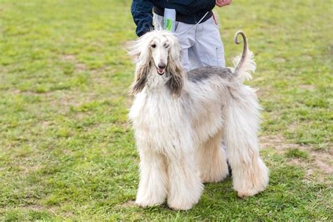 Afghan Hound Temperament and More (Puppies, Price, Breeders, etc)