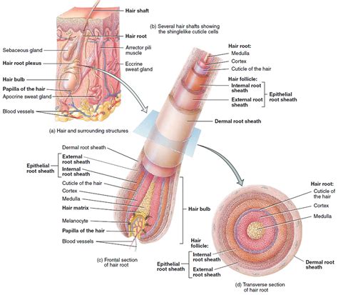 Hair - Shaft, Follicle, Structure, Hair Bulb - Root & Function