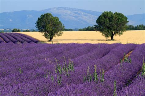 Provence Lavender Tours by France Off the Beaten Path - Best France Tours | France Off the ...