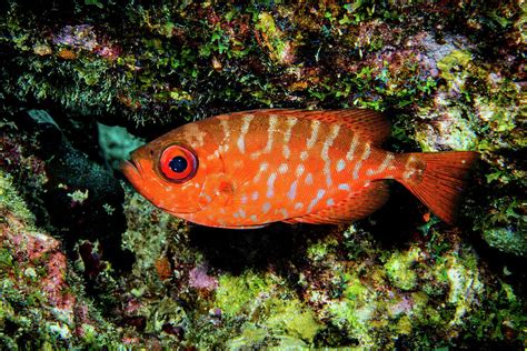 Glasseye Snapper 2 Photograph by Robert Wrenn - Fine Art America