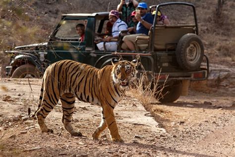 Ranthambore - The Growing Wild