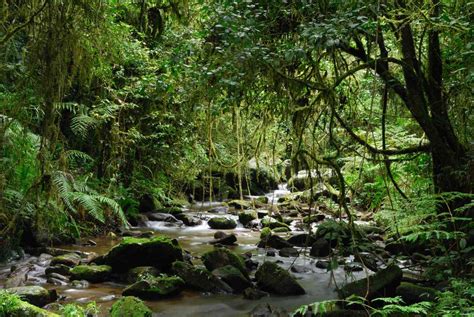 The Top National Parks in Madagascar