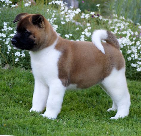 Akita Puppies For Sale | Halifax, PA #201526 | Petzlover