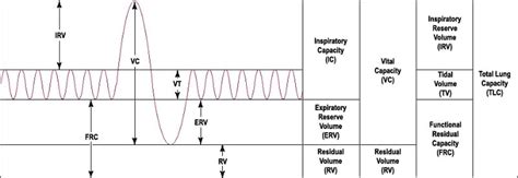 Residual Volume - Definition and Measurement | Biology Dictionary