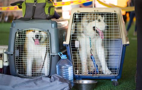 5 Best Dog Travel Crates for Large Breeds of 2019 (From Cars to Airlines)