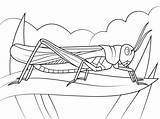 Plague Of Locusts Coloring Sheet sketch template