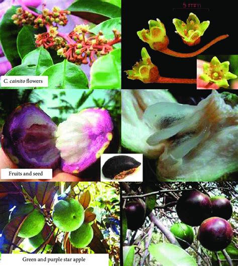 Chrysophyllum cainito flowers and fruits. | Download Scientific Diagram