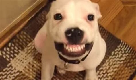 WATCH: Dog smiles for the camera | Nature | News | Express.co.uk