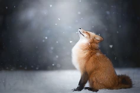 https://flic.kr/p/SEDw3Q | Feeling the Winter | Red fox feeling good ...