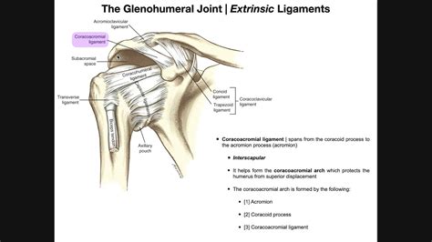 Glenohumeral Anatomy