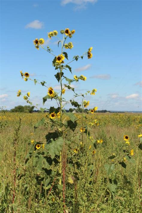 Common sunflower | Integrated Crop Management