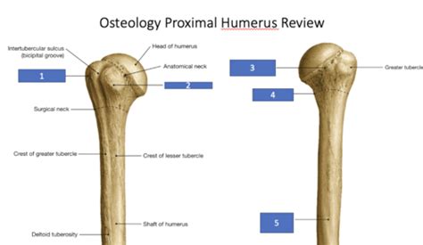 Anatomy L5 Arm and Dorsal Forearm Flashcards | Quizlet