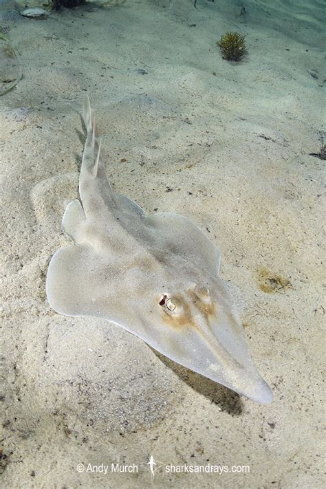 Western Shovelnose Ray 021 | Sharks and Rays