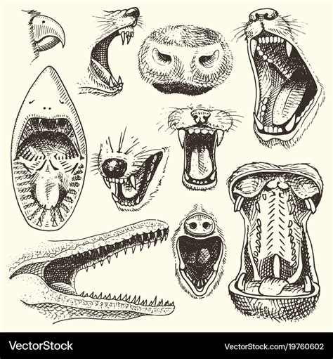 Animals with open mouth heads of roaring Vector Image