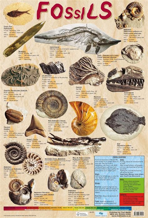 Educational FOSSILS Geology Science Poster/Wall Chart with Photographic Images – 60cm x 40cm ...