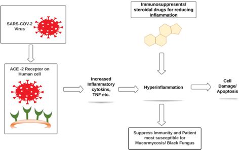 Mucormycosis: A deadly black fungus infection among COVID-19 patients ...