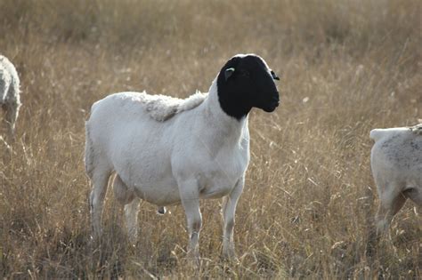 Australian Dorper & Australian White Sheep – Cluny Livestock Exports Pty Ltd