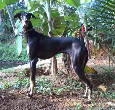 Kanni Dog History | Description,Temperament,Health,Price & more